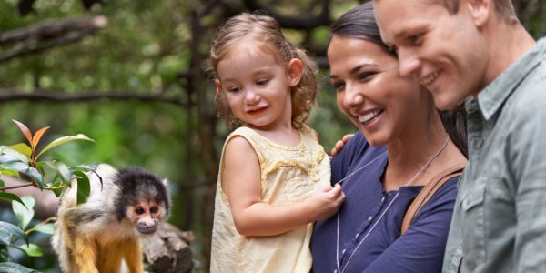 Visitor Attraction Survey - a family watches a small monkey